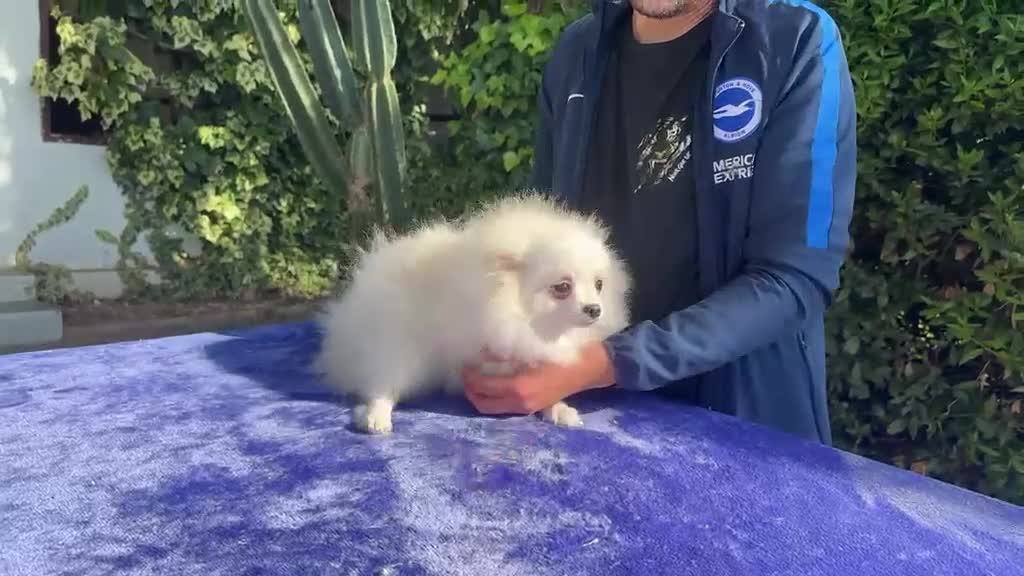 Pomerania perros en venta: Pomerania - Video 4
