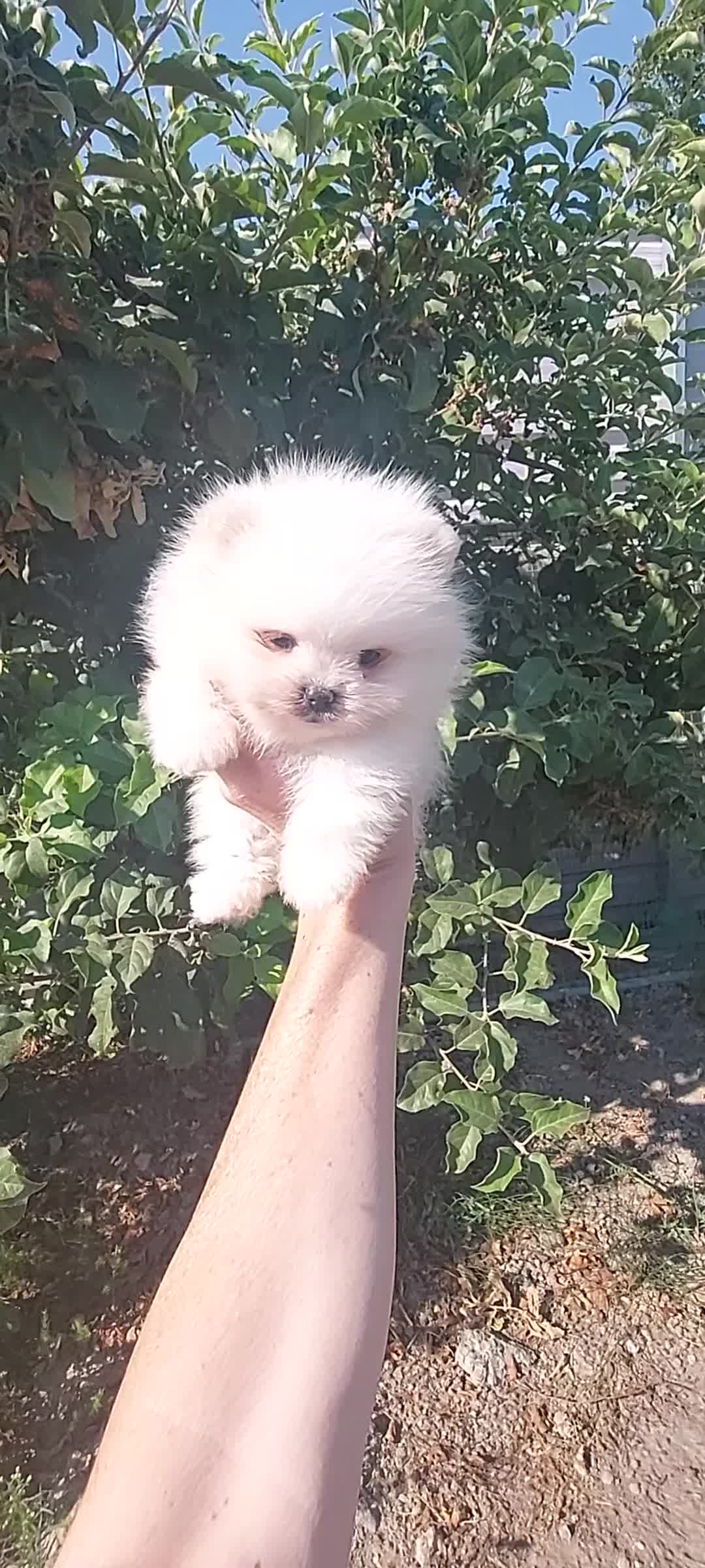 Pomerania perros en venta: Pomeranias - Video 2