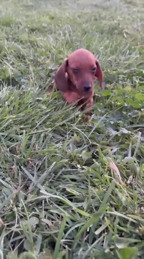 Teckel Miniatura perros en venta: Teckel Kaninchen rojizo - Video 1