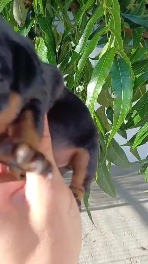 Pinscher Miniatura perros en venta: Pinscher miniatura  - Video 2