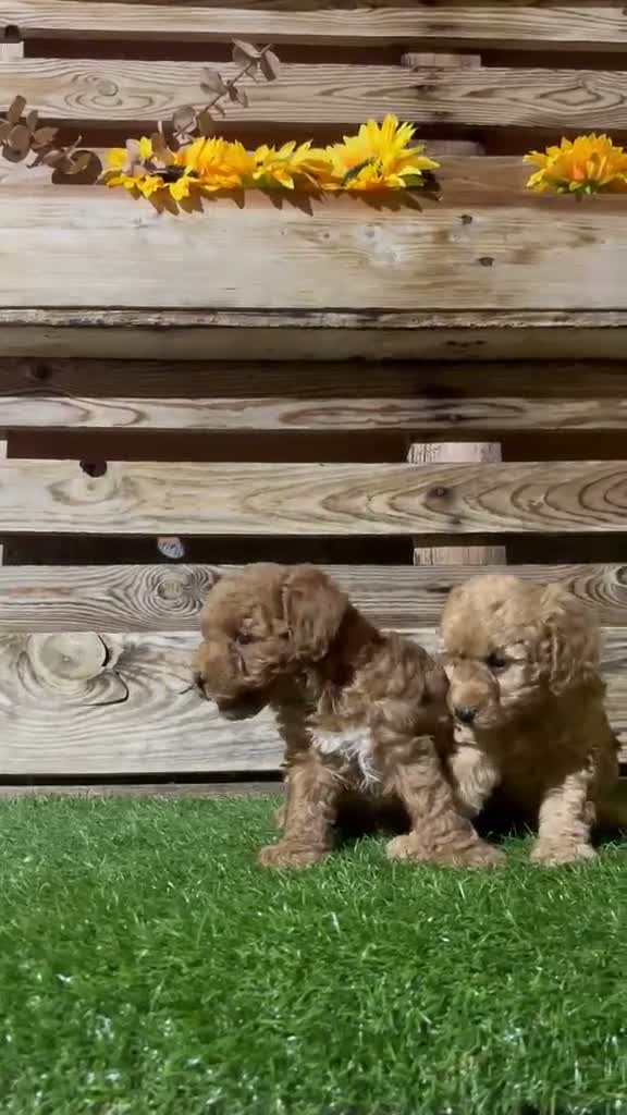 Caniche Toy perros en venta: Machos de caniche toy  - Video 1