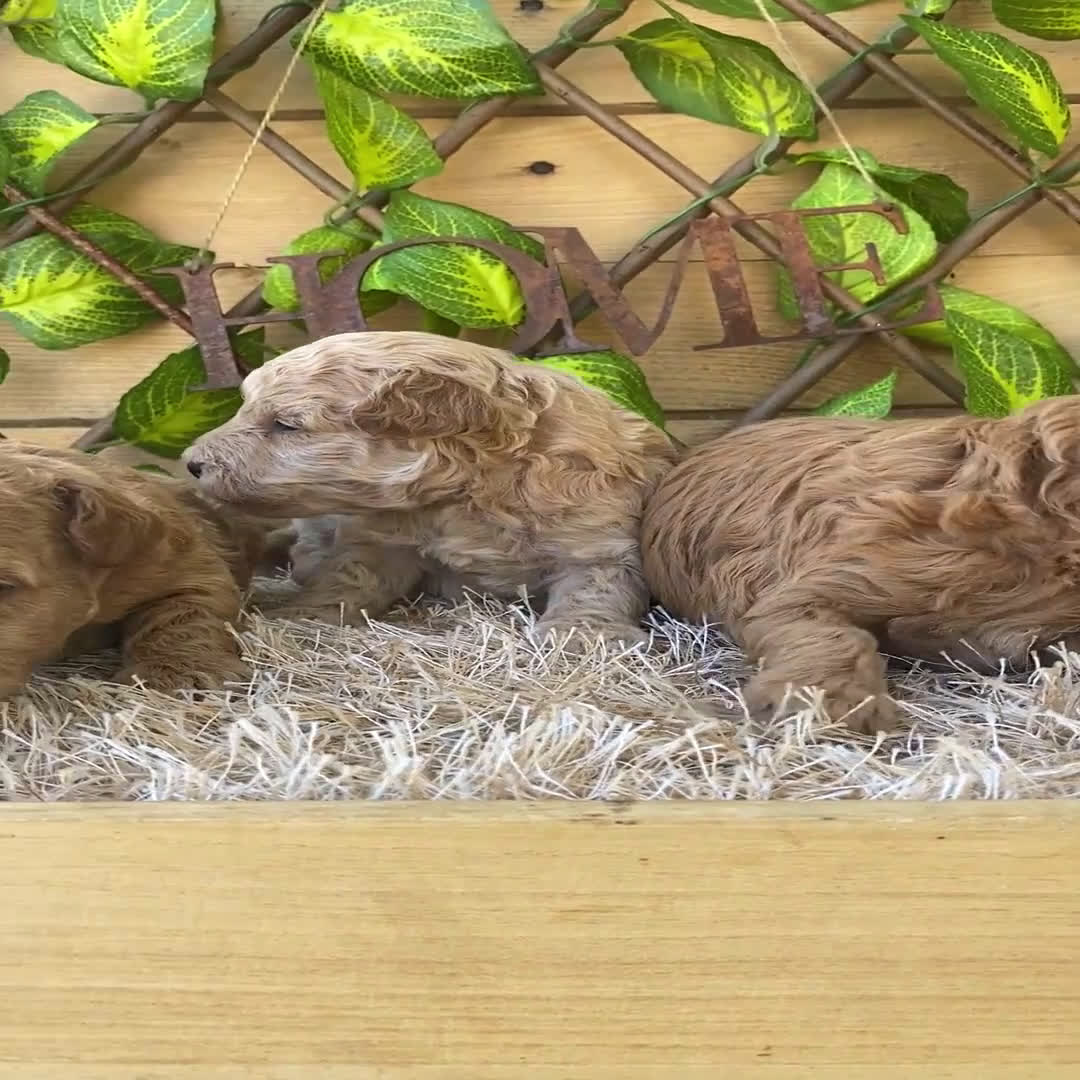 Caniche Toy perros en venta: Camada de Dinamita  - Video 1