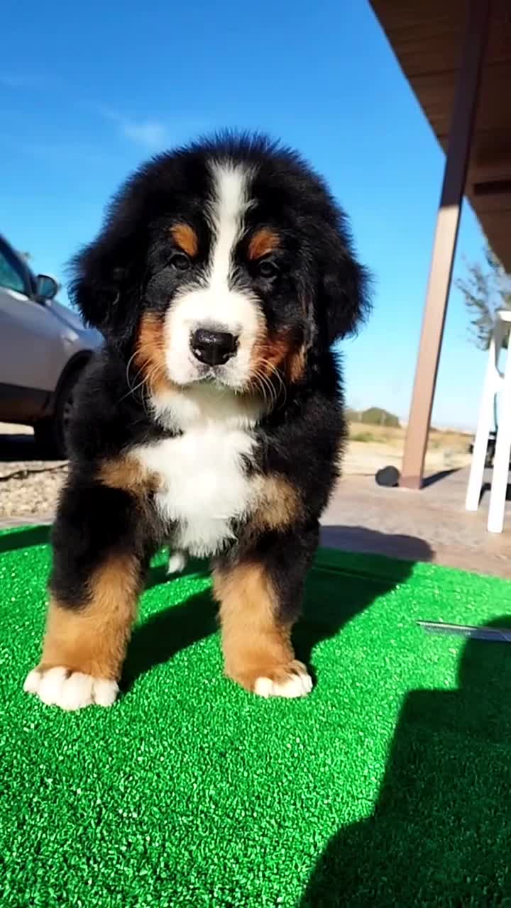 Boyero de Berna perros en venta: Boyeros de Berna calidad  - Video 1