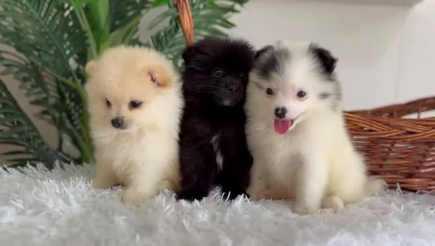 Pomerania perros en venta: POMERANIA MACHO - Video 2