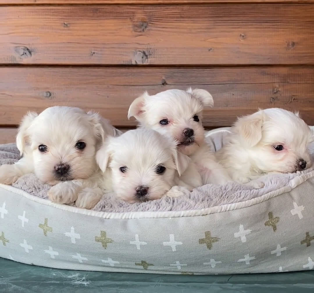 Bichón Maltés perros en venta: Bichon maltes cachorros en Madrid - Video 1