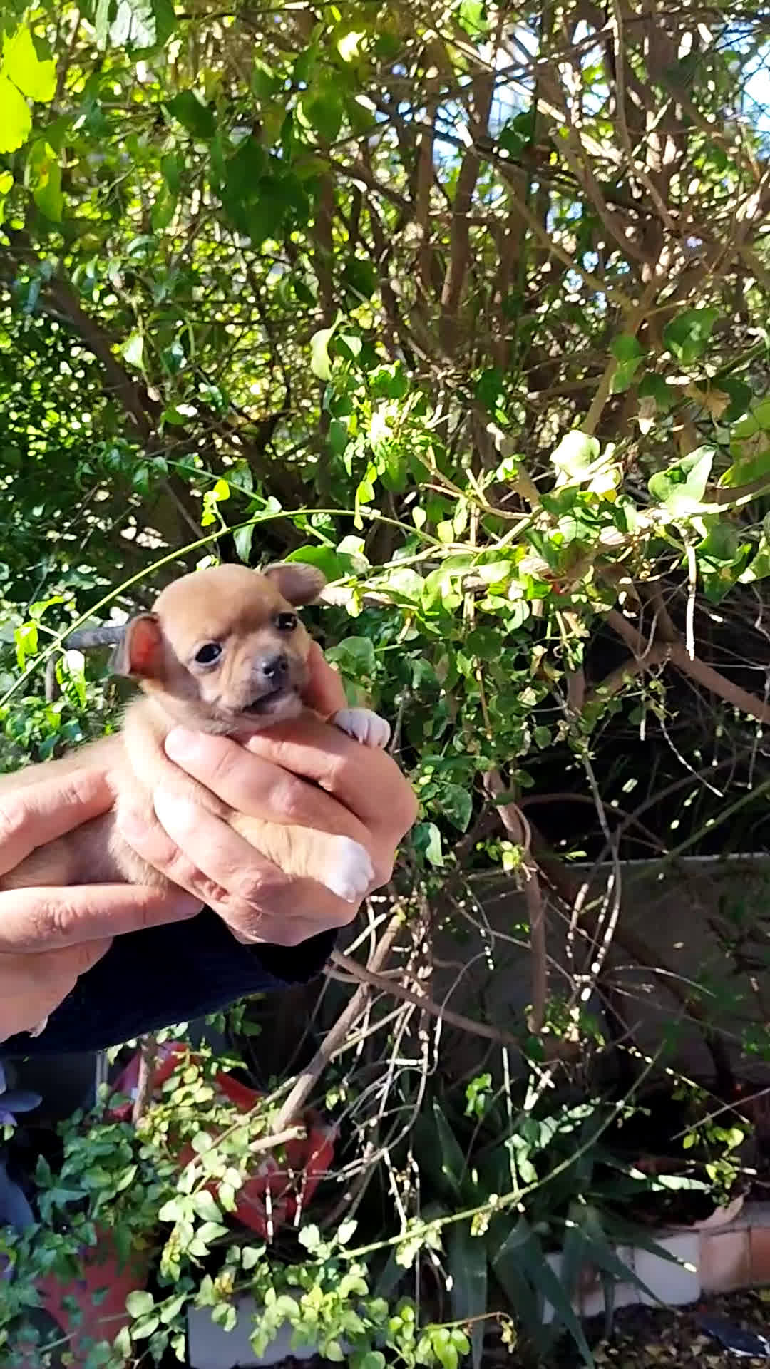 Chihuahua perros en venta: Chihuahuas micro toys - Video 1