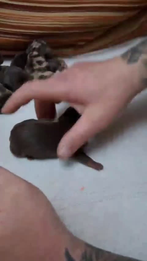 Teckel perros en venta: Teckel Kannitchen  - Video 3