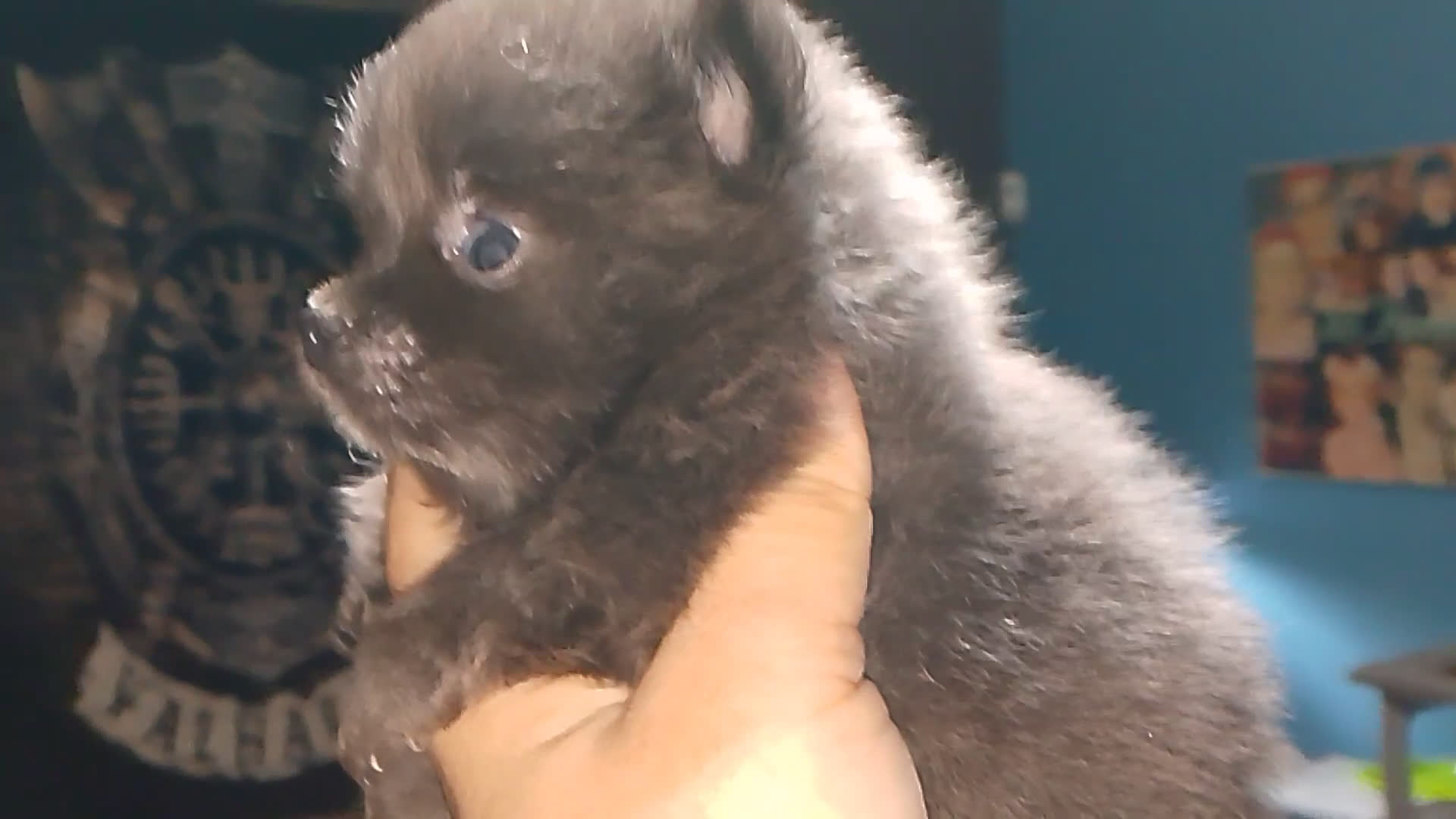 Pomerania perros en venta: Preciosas camada de pomerania  - Video 2