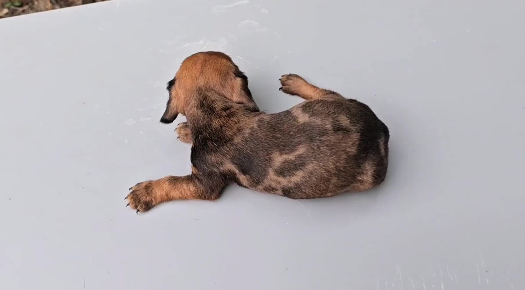 Teckel perros en venta: Adorables cachorritos de teckel  - Video 5