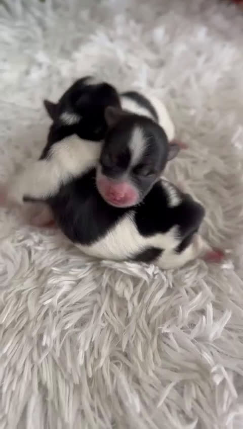 Yorkshire Terrier perros en venta: YORKSHIRE TERRIER BIEWER - Video 2