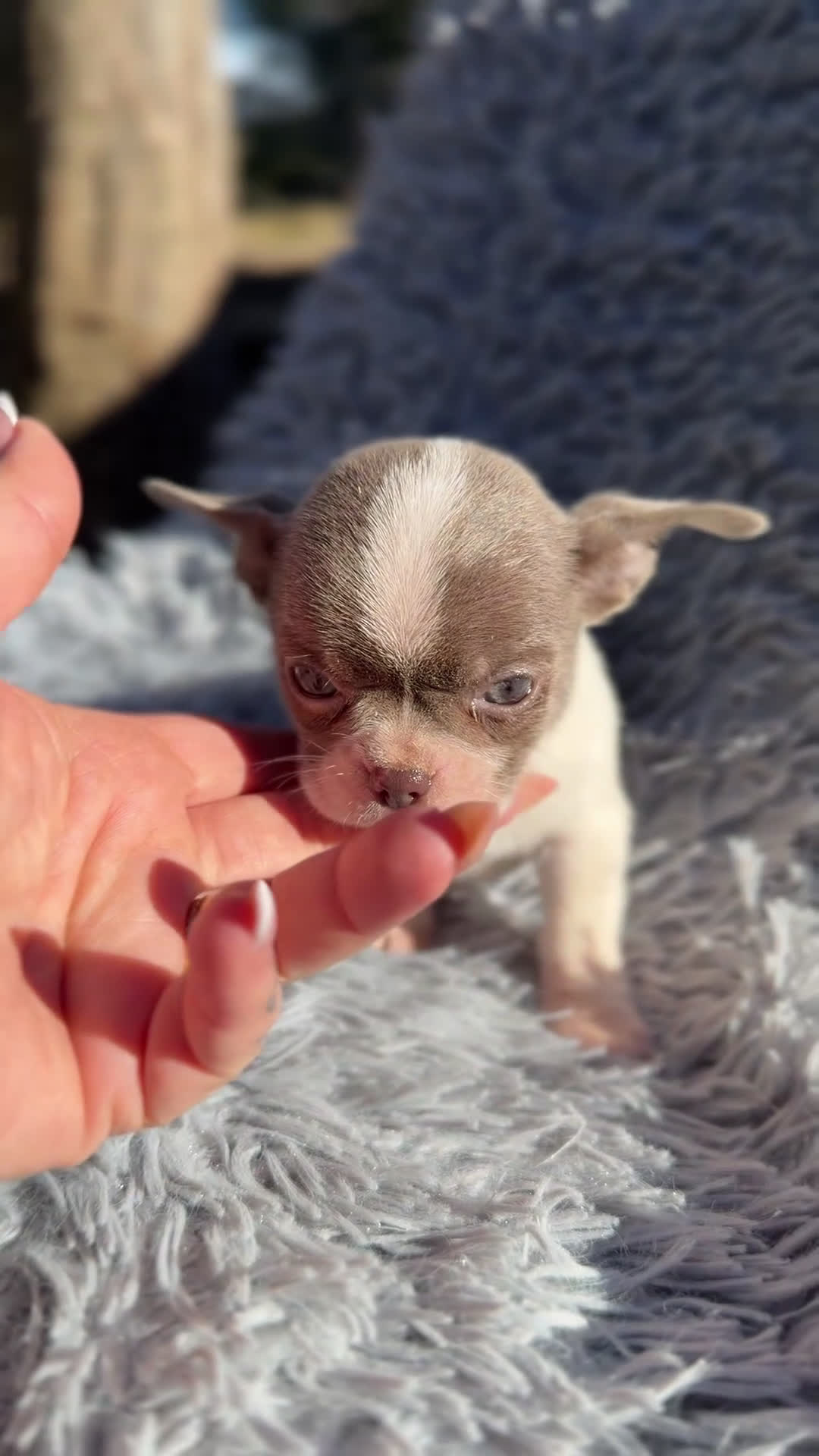 Chihuahua perros en venta: Chihushua mini Toy  - Video 1