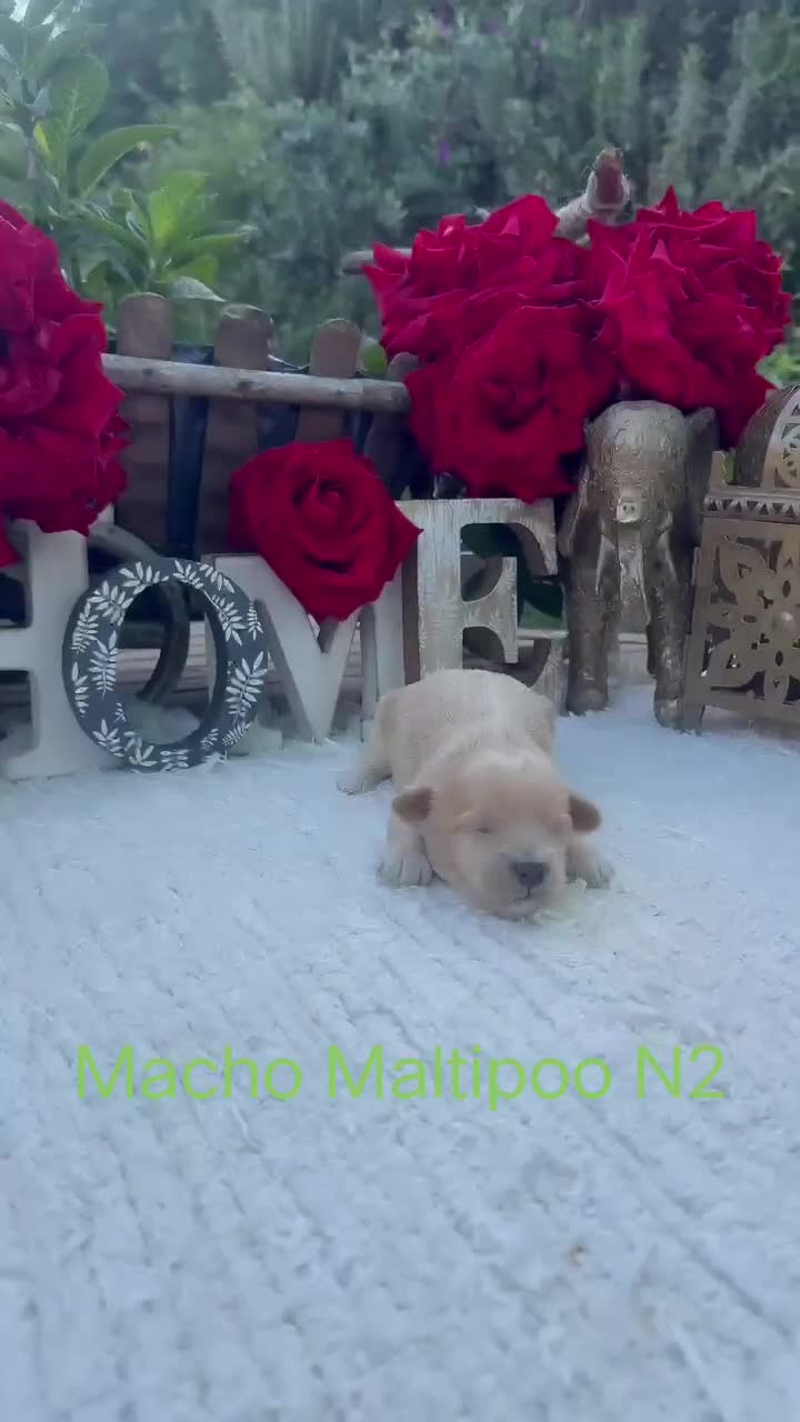 Maltipoo perros en venta: Maltipoo Toy Machos Rojos Y Apricot  - Video 2