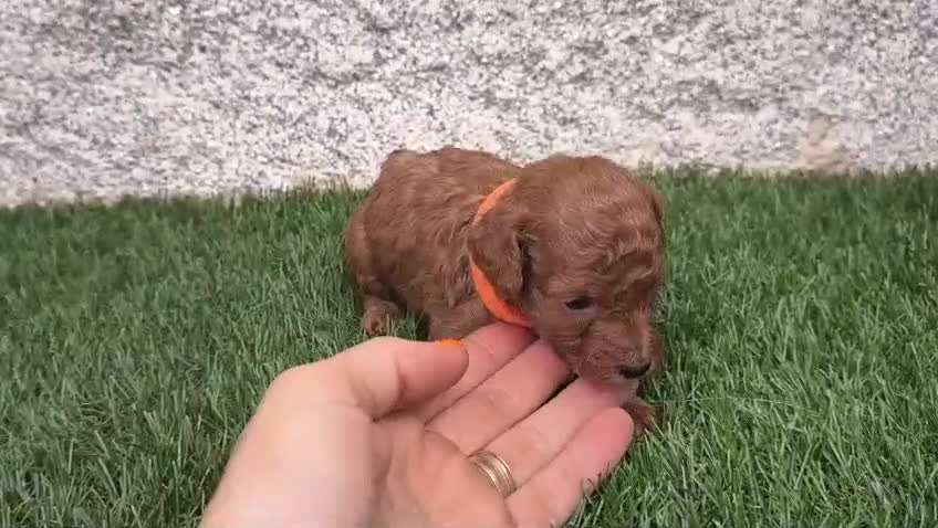 Caniche Toy perros en venta: Caniche Toy Rojo - Video 3
