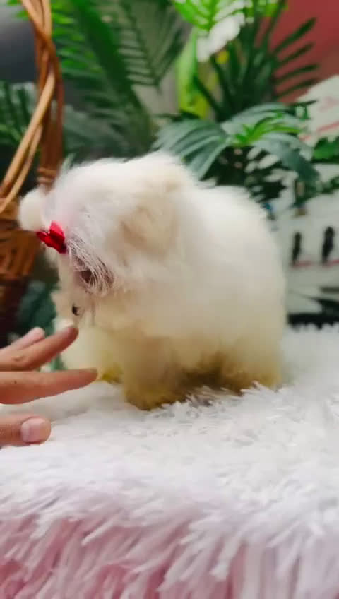Bichón Maltés perros en venta: BICHON MALTES HEMBRA - Video 1