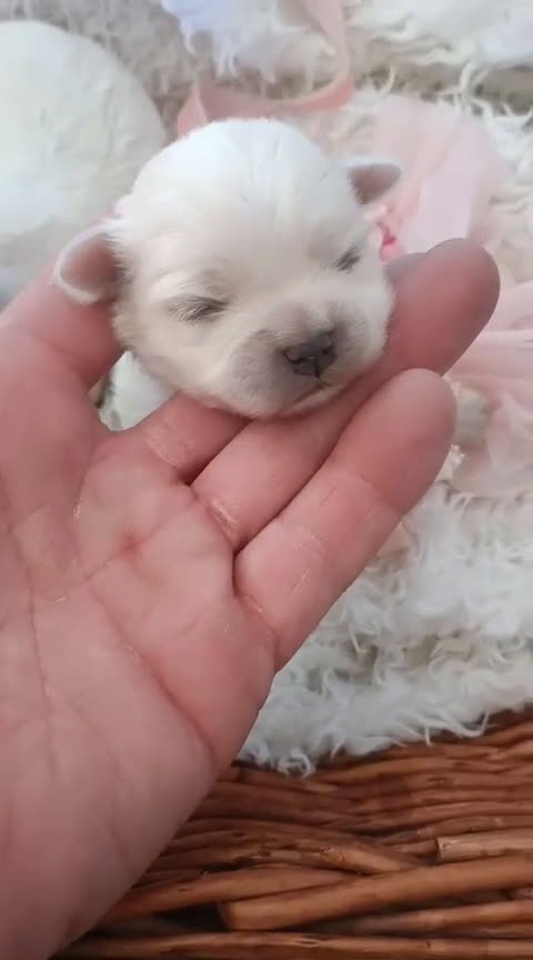 Bichón Maltés perros en venta: BICHÓN MALTÉS HEMBRA - Video 1