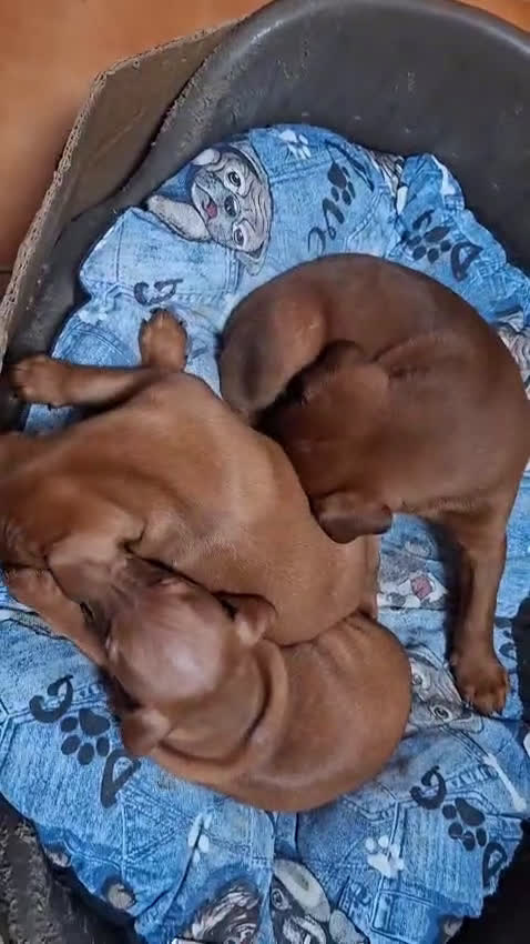 Pinscher Miniatura perros en venta: Mini pinche  - Video 1