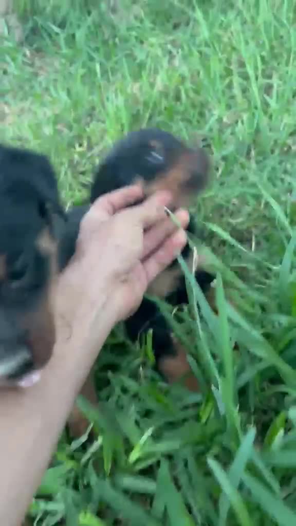 Rottweiler perros en venta: Disponible macho de Rottwailer de Calidad  - Video 1