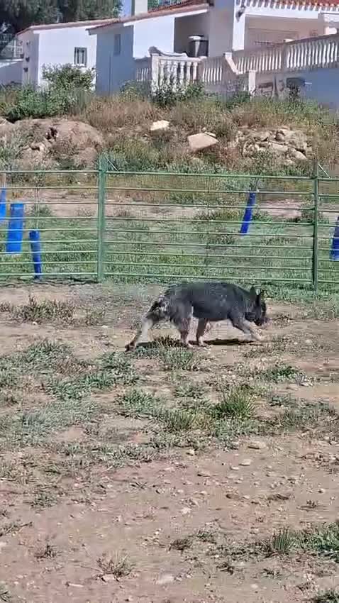 Boyero de Australia perros en venta: Bruno en adopcion - Video 1