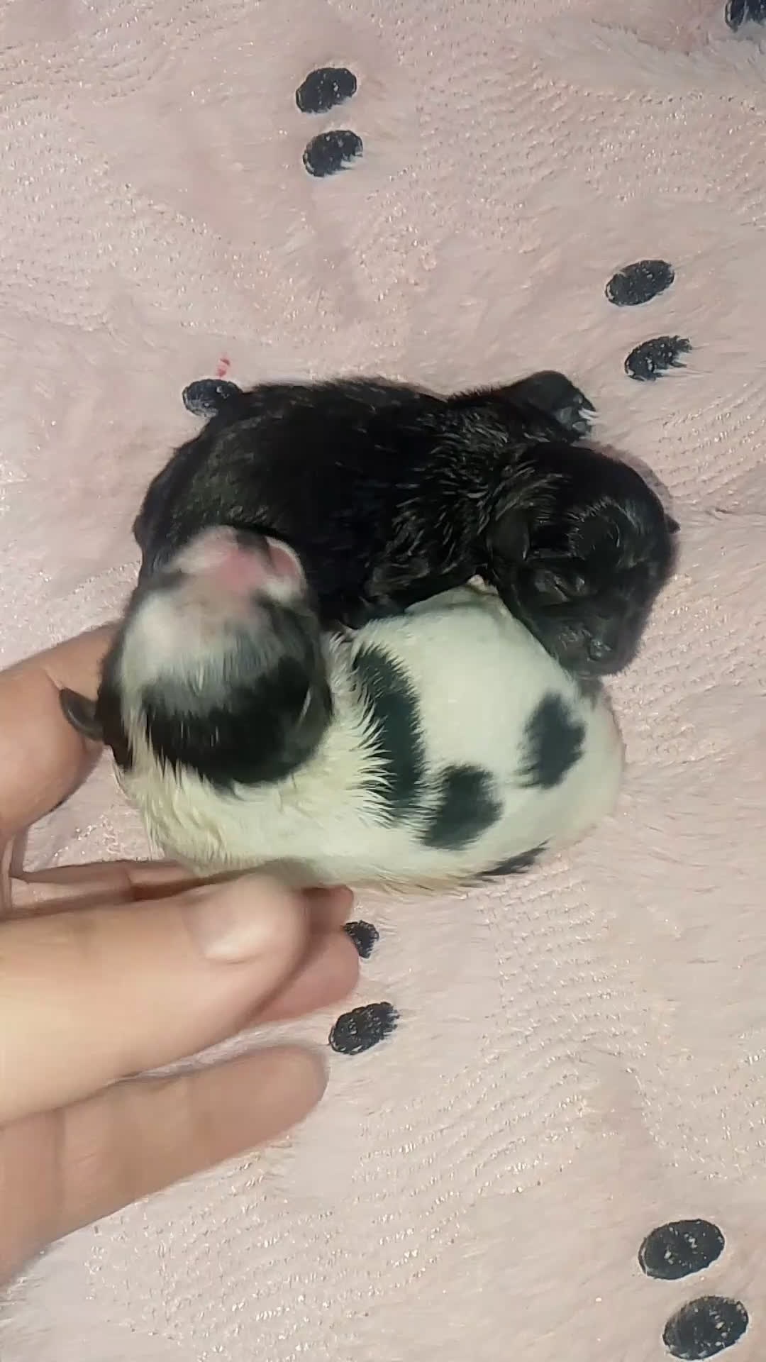 Pomerania perros en venta: Hembras de pomerania enanas  - Video 1