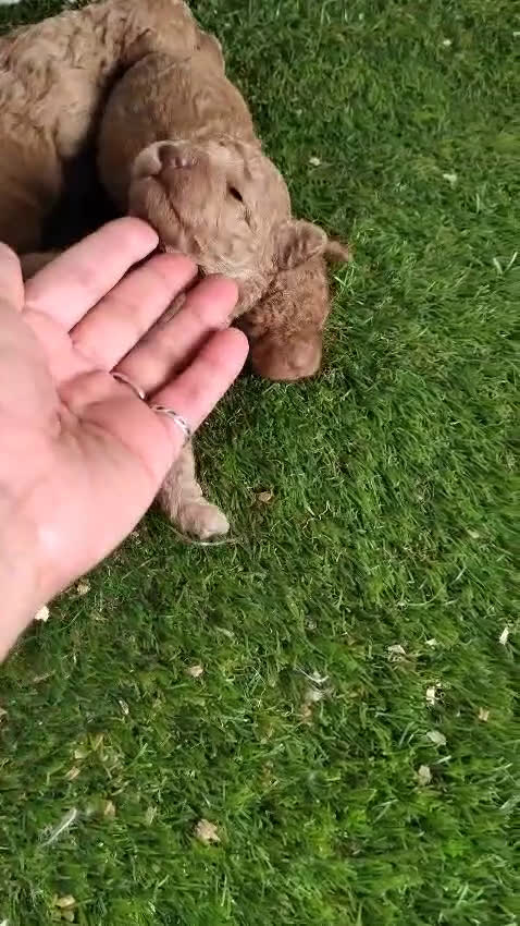 Caniche Toy perros en venta:  Nueva Camada de Caniche Toy - Video 1