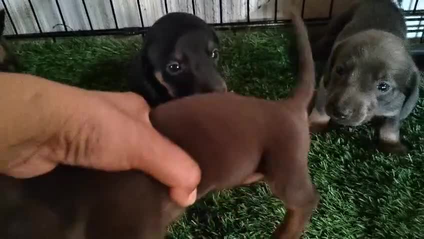 Teckel Miniatura perros en venta: Camada de Teckel miniatura - Video 2
