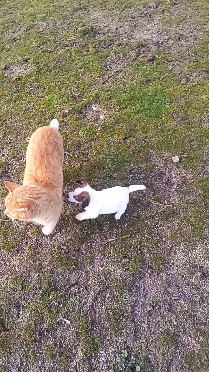 Jack Russell Terrier perros en venta: Camada de Jack Russell terrier - Video 2