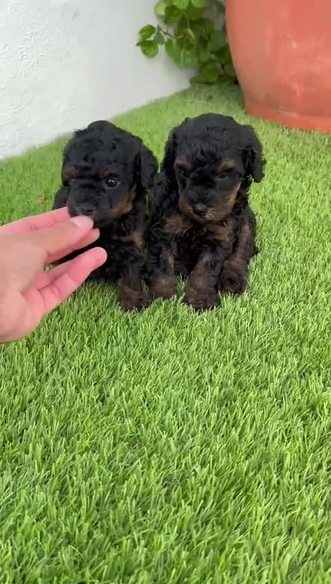Caniche Toy perros en venta: CANICHTE TOY HEMBRA Mascotas del sur - Video 2