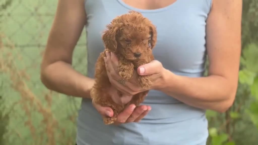 Raza Mixta perros en venta: Caniches enanos - Video 1