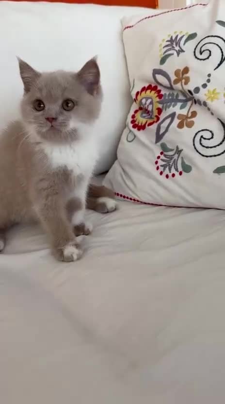 Británico de Pelo Corto gatos en venta: Gatitos British Shorthair con Pedigrí - Video 1