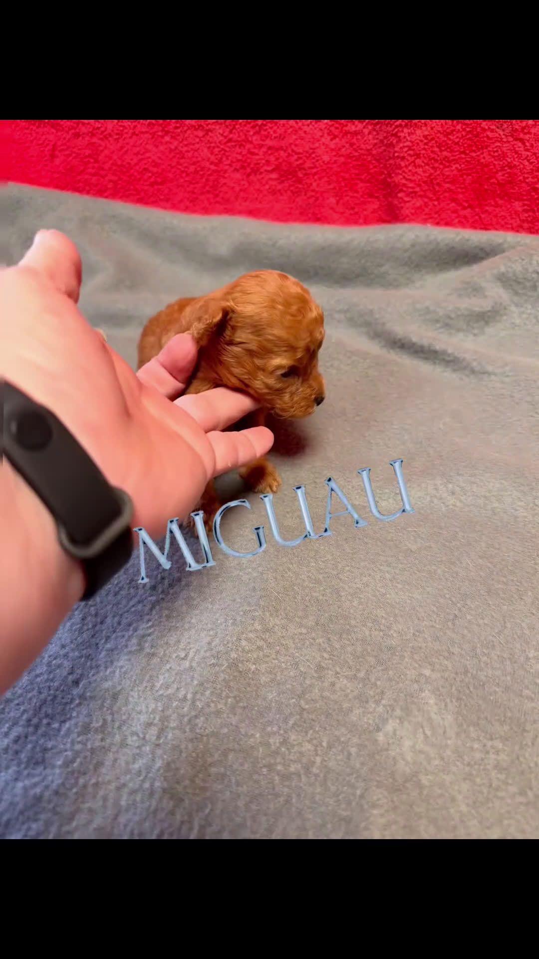 Caniche Toy perros en venta: Hembrita Toy roja - Video 1