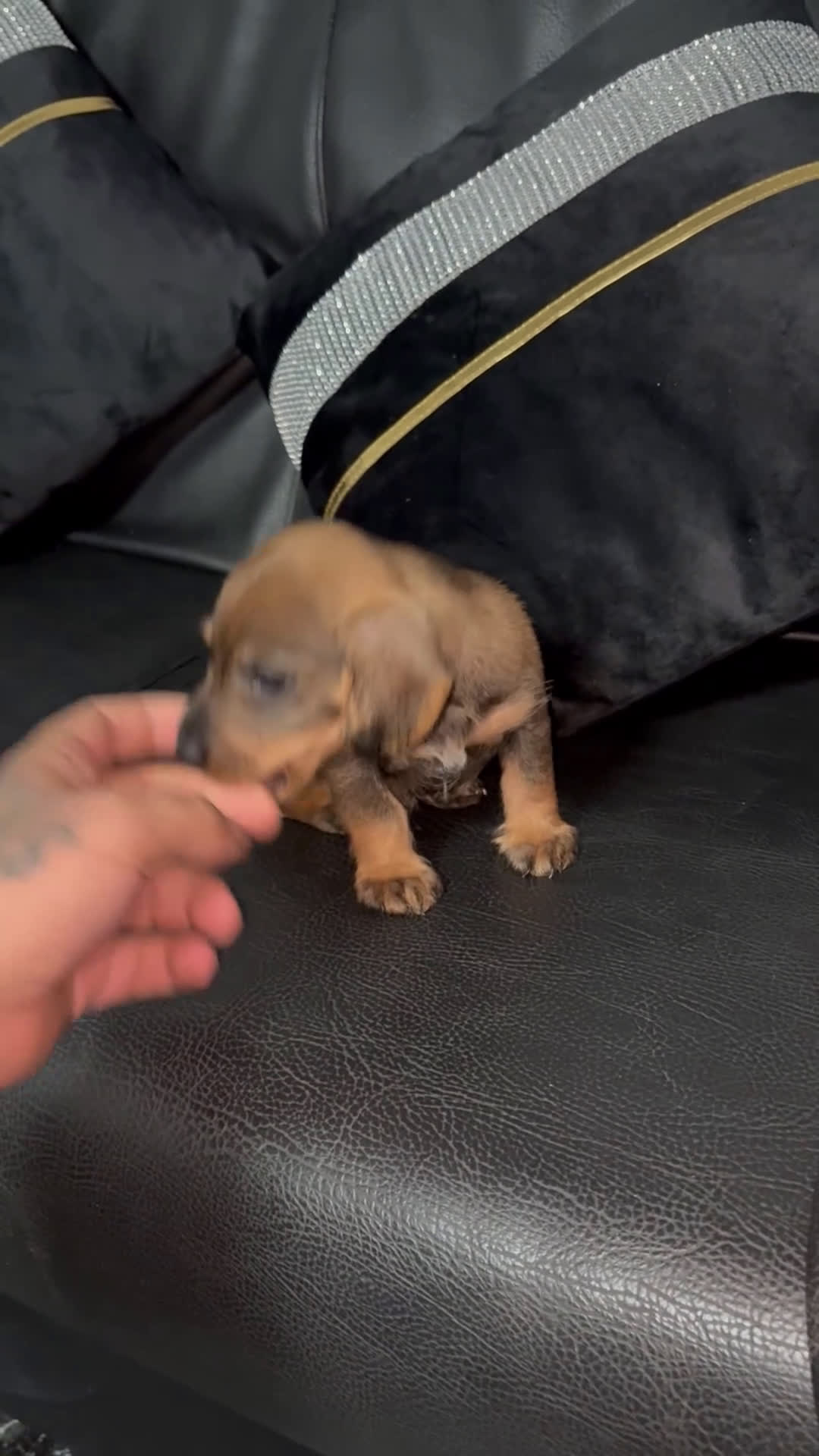 Teckel perros en venta: Disponible teckel color jabalí  - Video 1