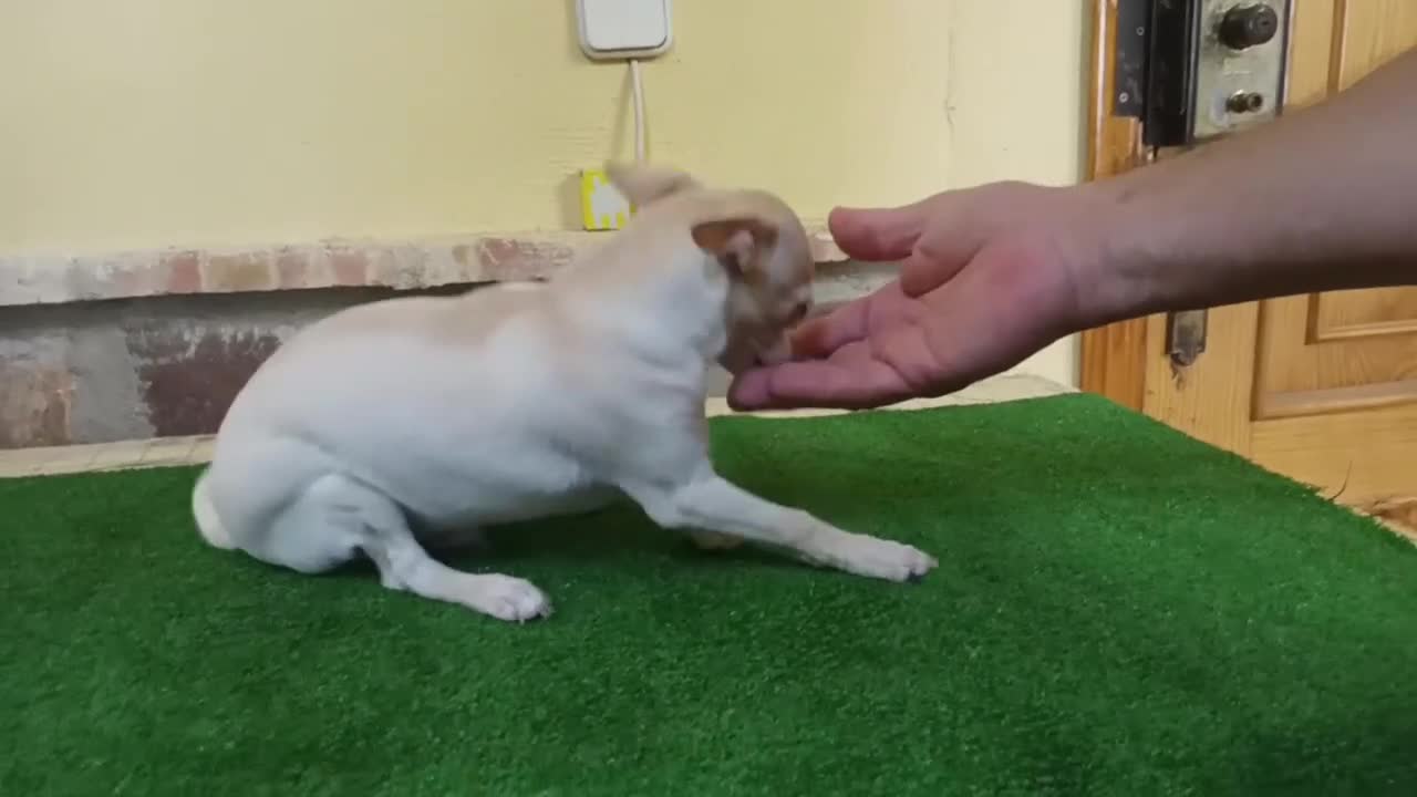 Chihuahua perros en venta: cachorro de chihuahua - Video 1