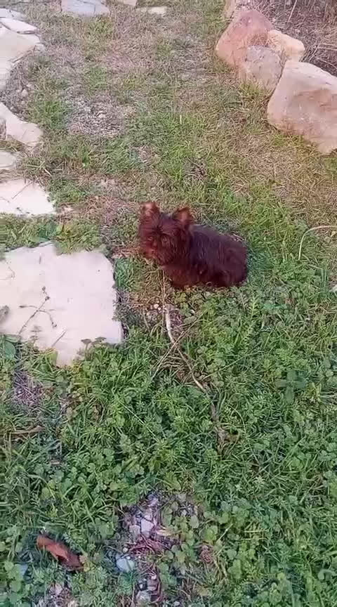 Yorkshire Terrier perros en venta: Exclusivo macho Yorkshire Chocolate toy - Video 1