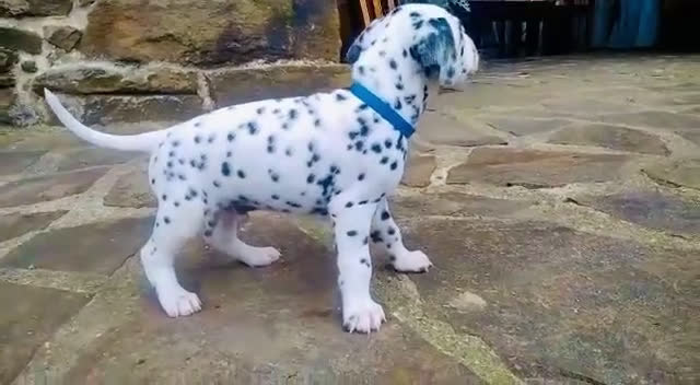 Dálmata perros en venta: Dalmata  - Video 1