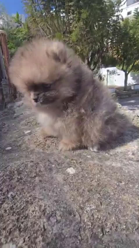 Pomerania perros en venta: POMERANIA CARITA DE OSO - Video 1