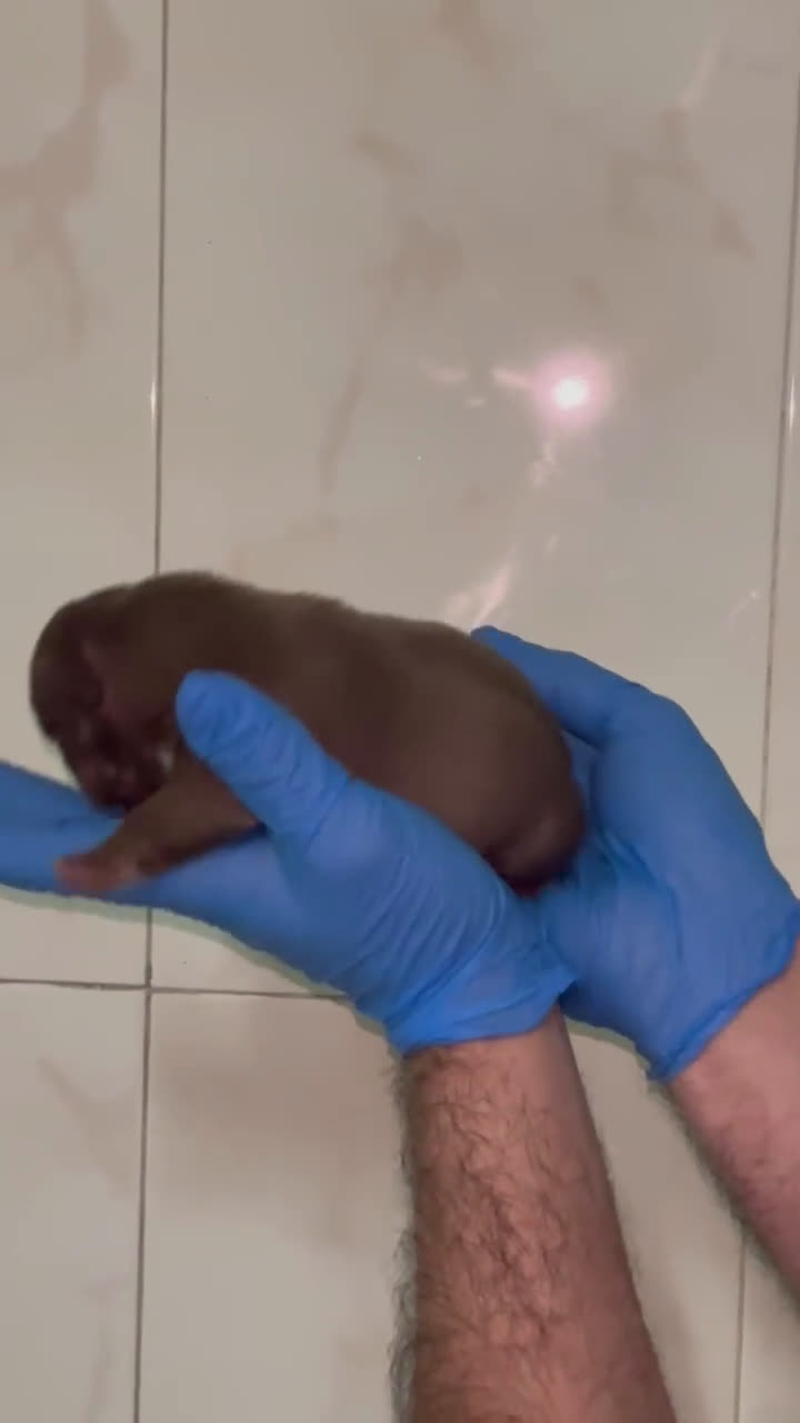 American Bully perros en venta: American bully micro - Video 1