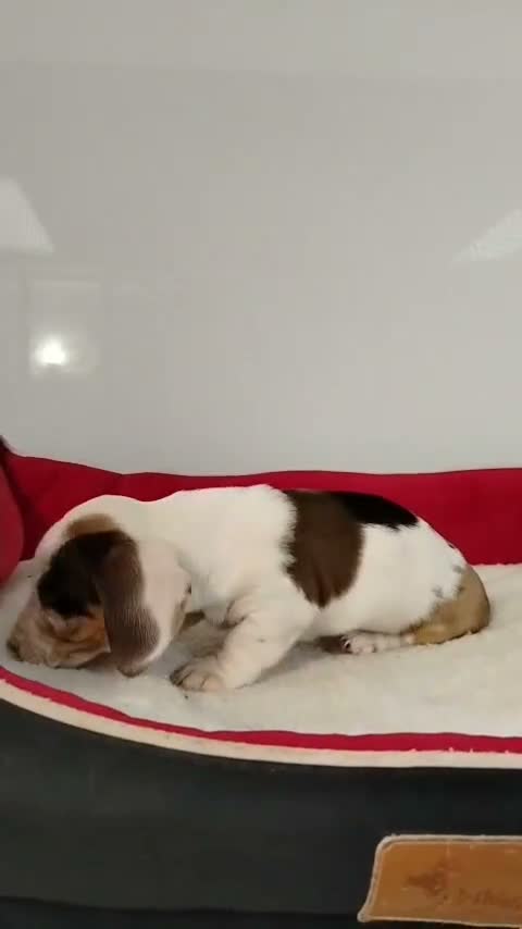 Teckel perros en venta: Teckel - Video 2