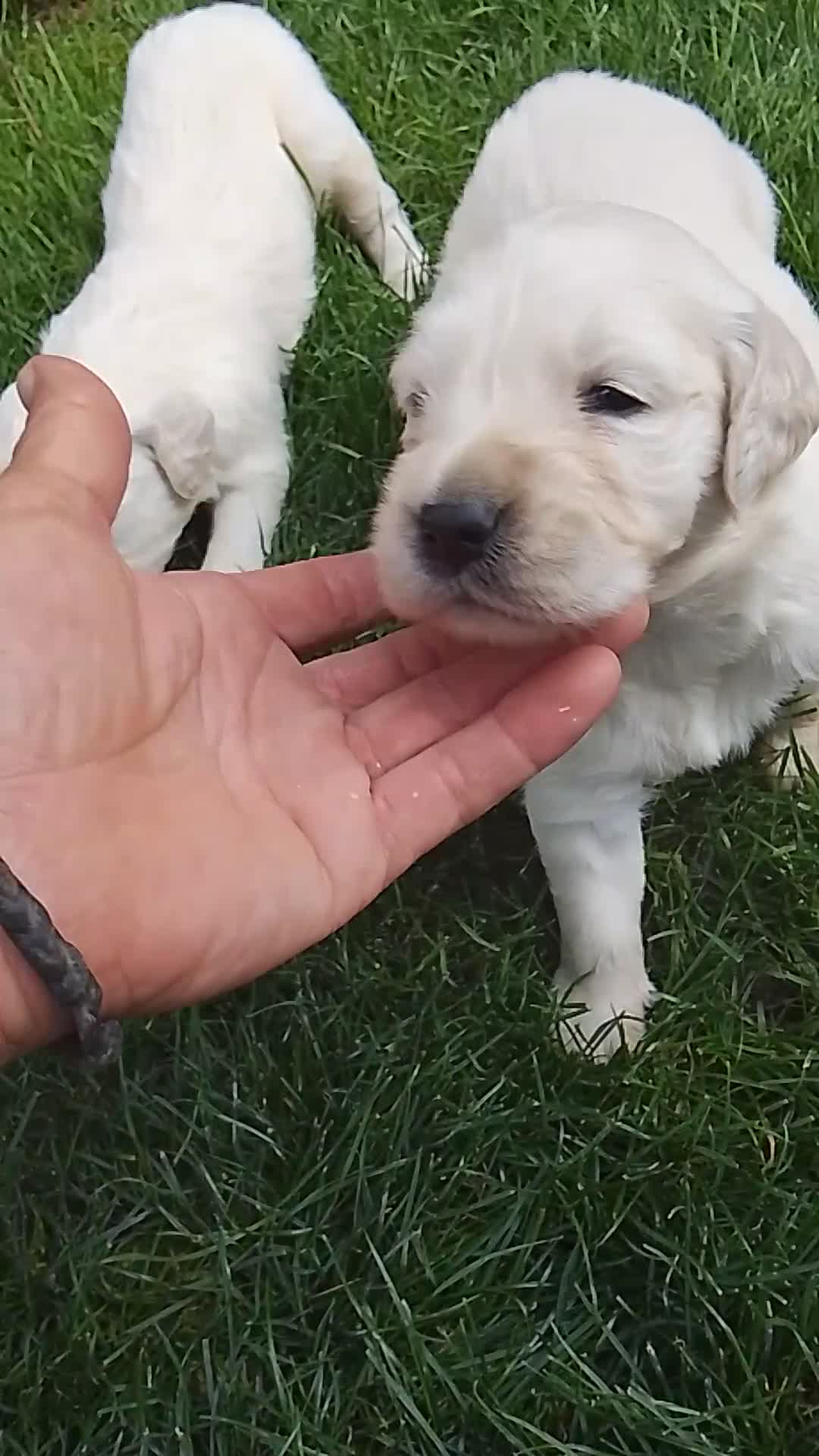 Golden Retriever perros en venta: Cacharros de golden retriever  - Video 1