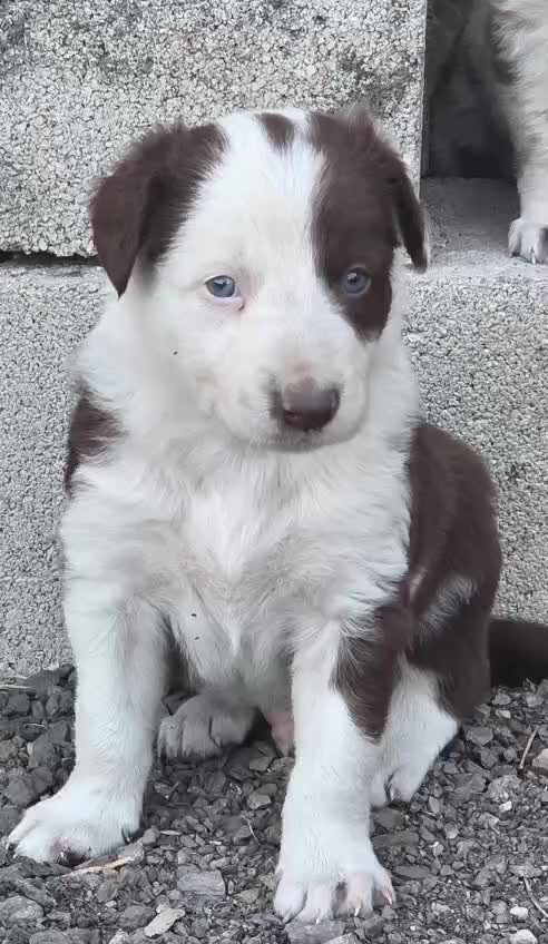 Border Collie perros en venta: Border Collie red - Video 1