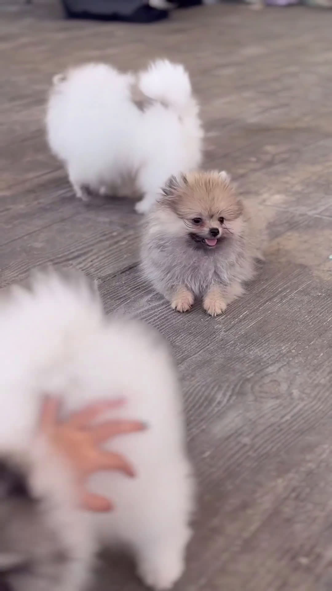 Pomerania perros en venta: ❄️ Frosty y ⚡ Strike – Pomerania especiales 🐾 - Video 3