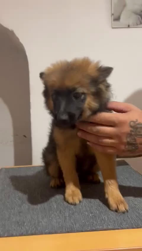 Pomerania perros en venta: Pomerania  - Video 1