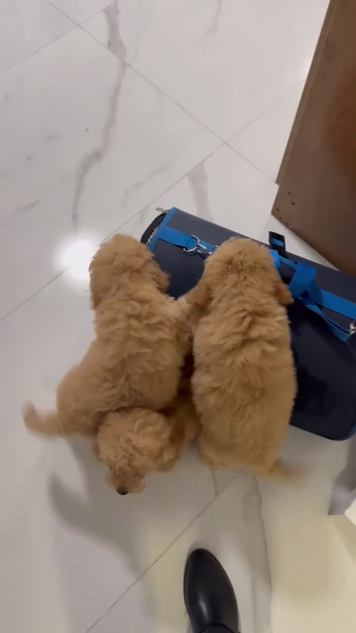 Caniche Mediano perros en venta: Caniche enano disponibles!! - Video 2