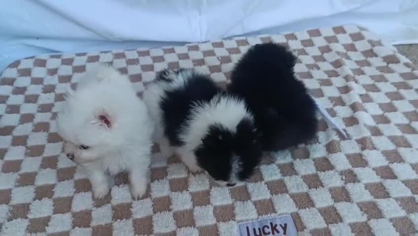 Pomerania perros en venta: POMERANIA HEMBRITA NEGRA SUPER TOY   - Video 1