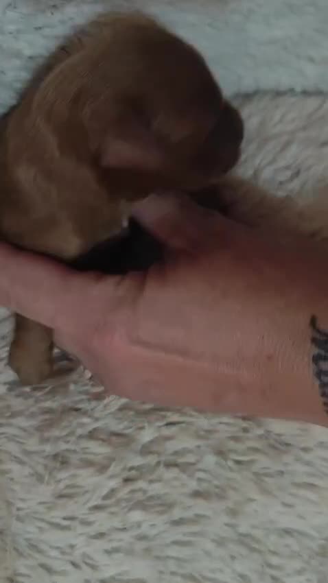 Caniche Toy perros en venta: Caniche toy - Video 1