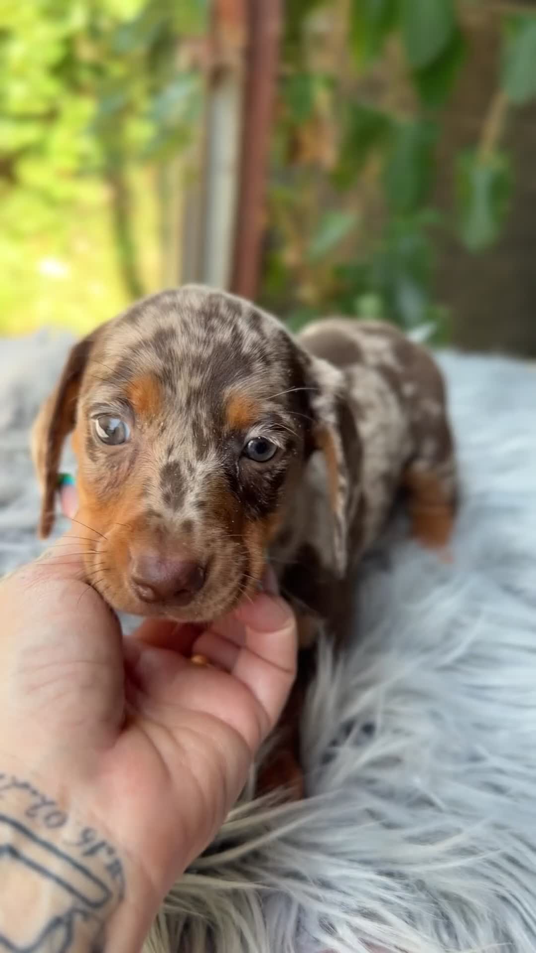 Teckel Miniatura perros en venta: Teckel Arlequin mini  - Video 5