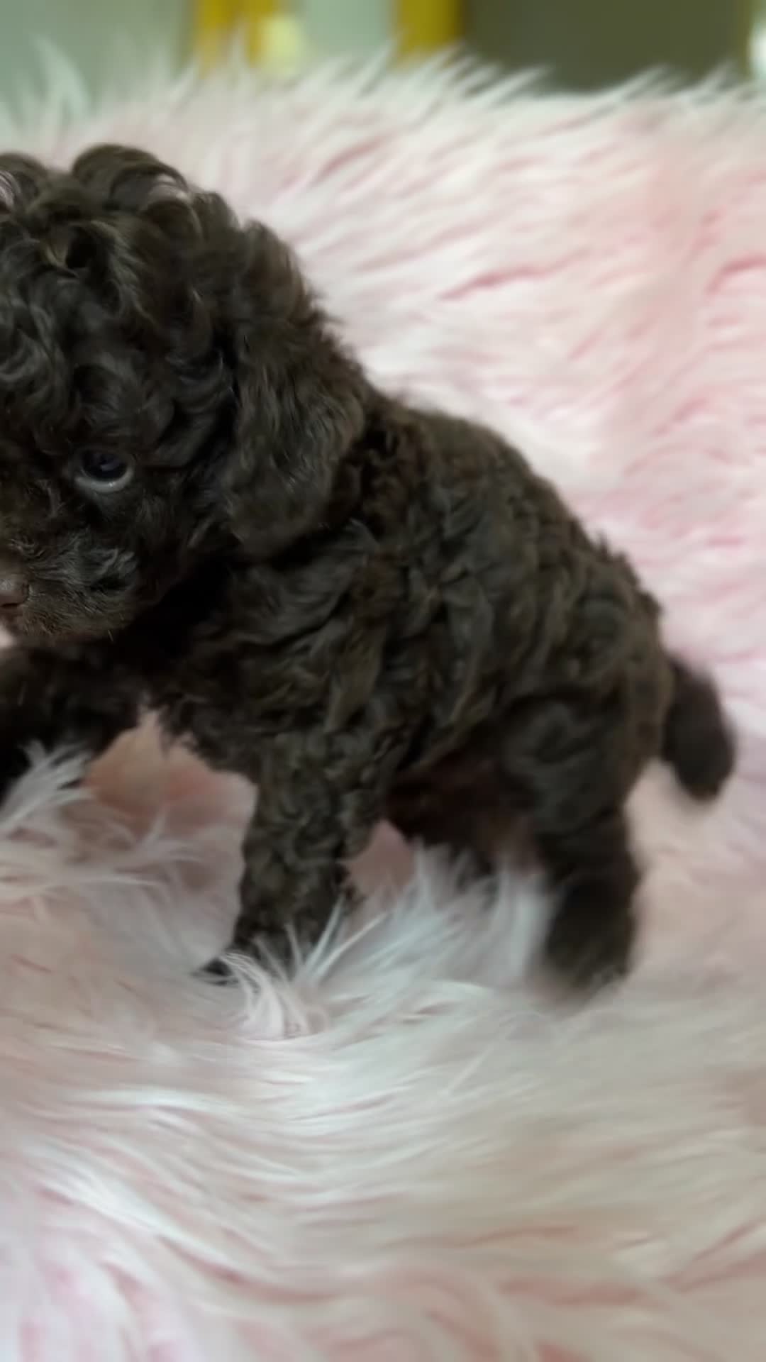 Caniche Toy perros en venta: Caniche  chocolate  - Video 1