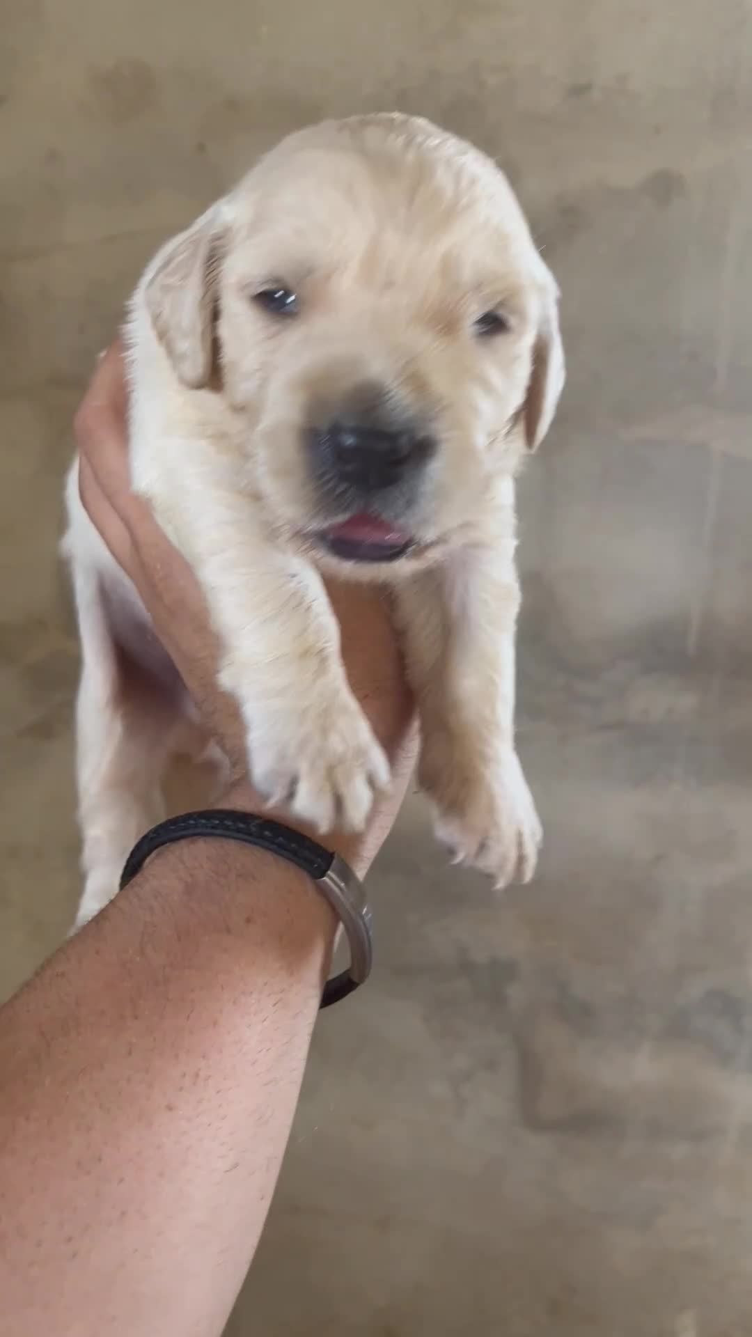 Golden Retriever perros en venta: GOLDEN RETRIEVER DE CAMPEONES - Video 3