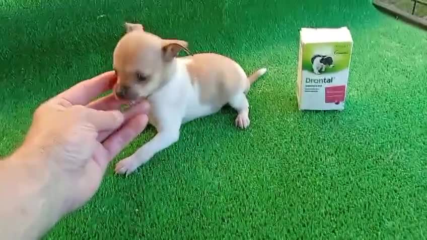 Chihuahua perros en venta: Chihuahua toy  - Video 1