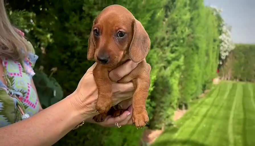 Teckel perros en venta: PRECIO REAL - TECKEL KANINCHEN CIUDAD REAL  - Video 3