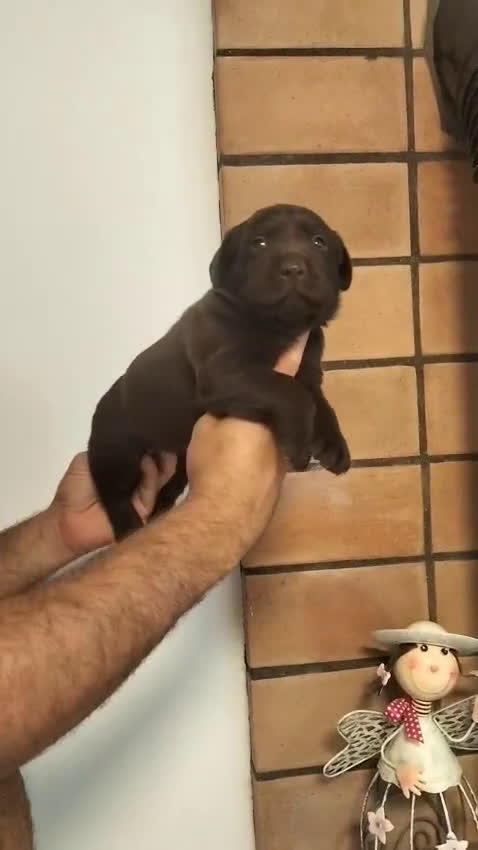 Labrador Retriever perros en venta: LABRADOR RETRIEVER CHOCOLATES - Video 1